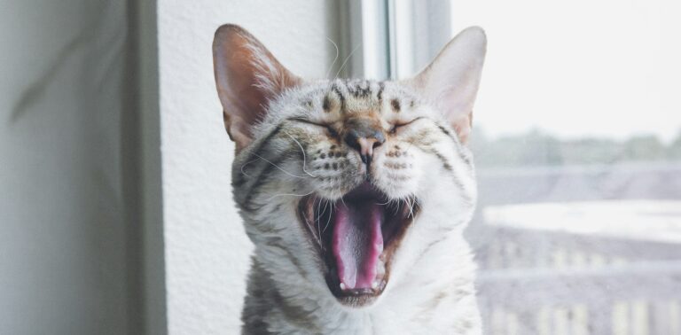 Lichtbruine kat met witte tanden gaapt: Petrebels blog - Gebitsverzorging bij katten