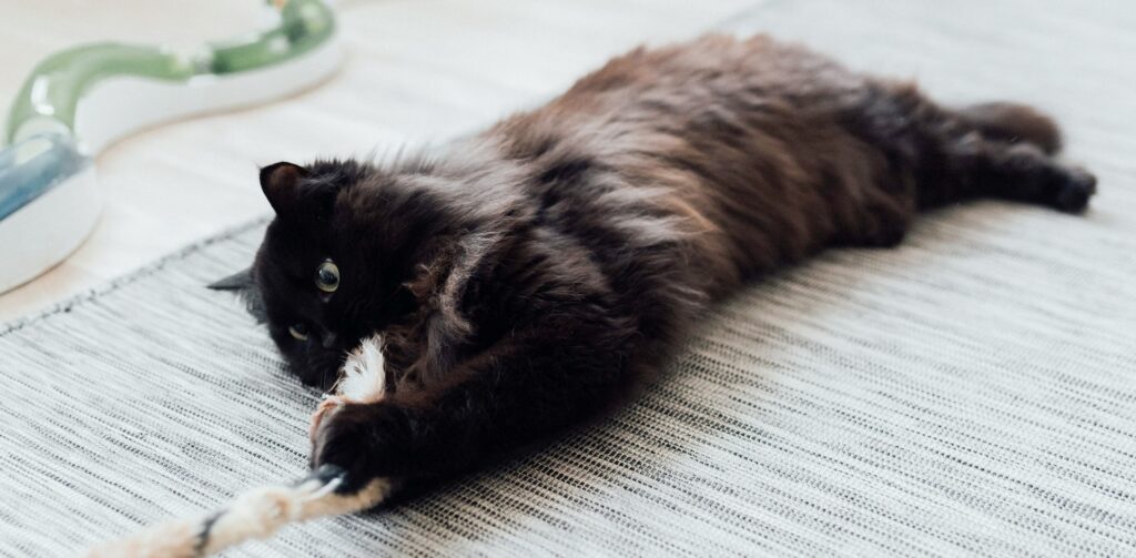 Zwarte raskat is aan het spelen met interactief speelgoed. Petrebels blog: Interactief speelgoed voor binnenkatten: voor een blije en gezonde kat.