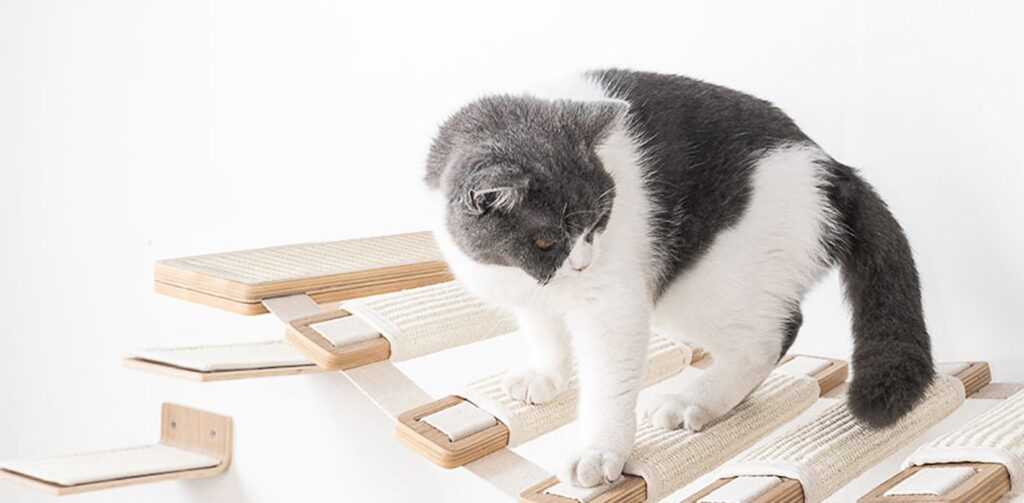 Grijs met witte kat staat op een loopbrug van een hout met creamkleurige kattenmuur. Petrebels blog: Interactief speelgoed voor binnenkatten: voor een blije en gezonde kat.