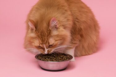 Rode raskat met langharige vacht eet voer uit een metalen voerbak: Petrebels blog - dit wil je weten over eiwitrijk voer voor katten.