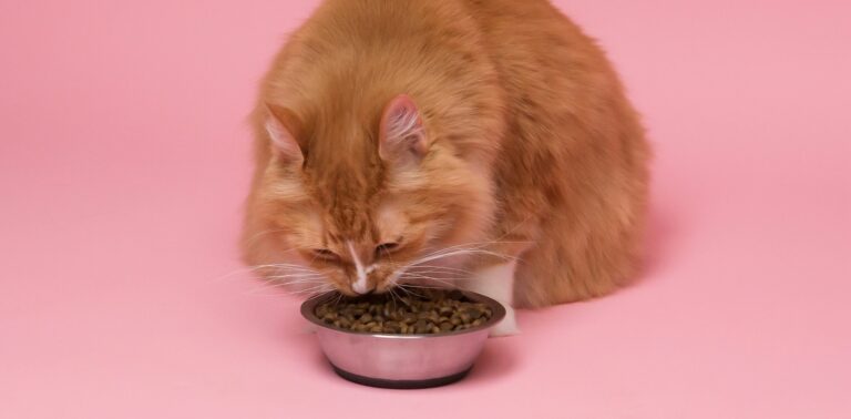 Rode raskat met langharige vacht eet voer uit een metalen voerbak: Petrebels blog - dit wil je weten over eiwitrijk voer voor katten.