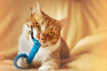 Rood met witte kat speelt met interactief speelgoed, blauw kattenspeelgoed aan een hengel op een oranje achtergrond. Petrebels blog: interactief speelgoed voor binnenkatten: voor een blije en gezonde kat.