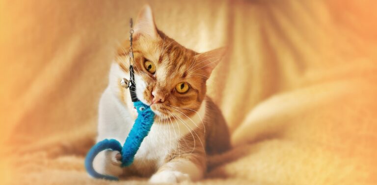 Rood met witte kat speelt met interactief speelgoed, blauw kattenspeelgoed aan een hengel op een oranje achtergrond. Petrebels blog: interactief speelgoed voor binnenkatten: voor een blije en gezonde kat.