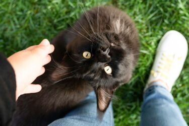 Zwarte kat zit op gras en kijkt omhoog naar zijn baas – Petrebels blog: Kat chippen en registreren: alles wat je moet weten (en doen)