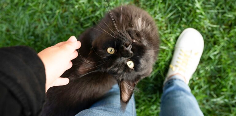 Zwarte kat zit op gras en kijkt omhoog naar zijn baas – Petrebels blog: Kat chippen en registreren: alles wat je moet weten (en doen)