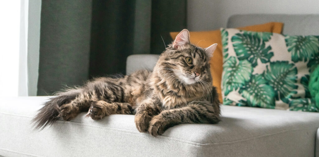Cyperse kat ligt op een grijze bank met een groen en oranje kussen op de achtergrond. Petrebels blog: Kat chippen en registreren: alles wat je moet weten (en doen)