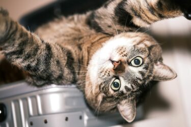 Cyperse kat ligt te relaxen in een mand - Petrebels blog: Help, mijn kat is bang voor de dierenarts. Tips om stress te verminderen.