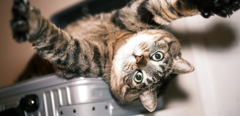 Cyperse kat ligt te relaxen in een mand - Petrebels blog: Help, mijn kat is bang voor de dierenarts. Tips om stress te verminderen.