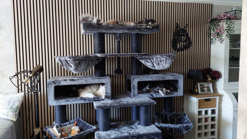 Meerdere grote katten liggen te slapen in een Petrebels krabpaal - Petrebels blog: 5 fouten met een krabpaal die elke kattenbaas maakt