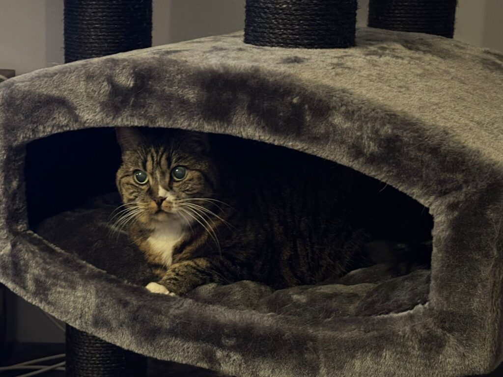 Kat ligt te slapen in Petrebels krabpaal - Petrebels blog: 5 fouten met een krabpaal die elke kattenbaas maakt