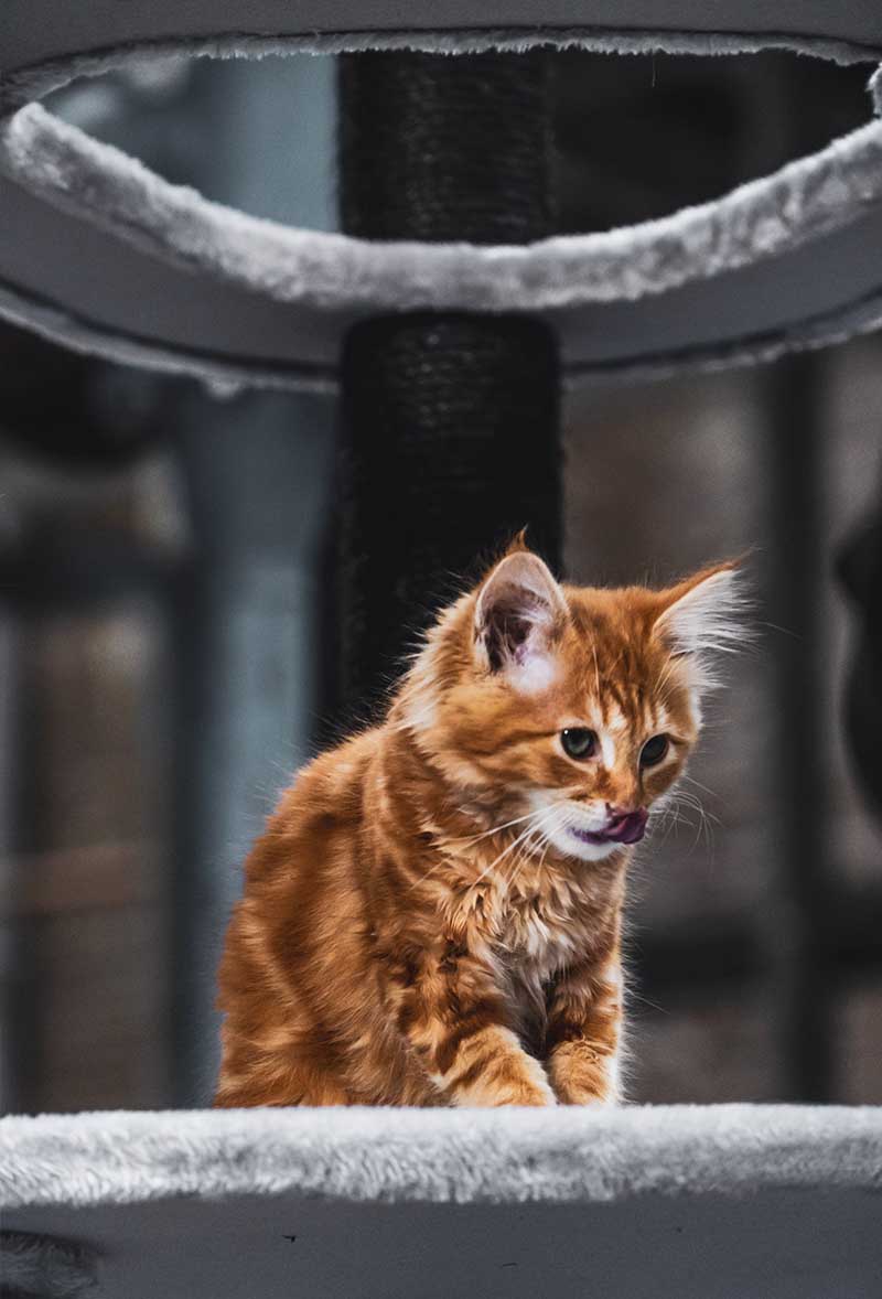 How to teach a kitten to use the cat tree - Petrebels